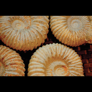 Moroccan Ammonites